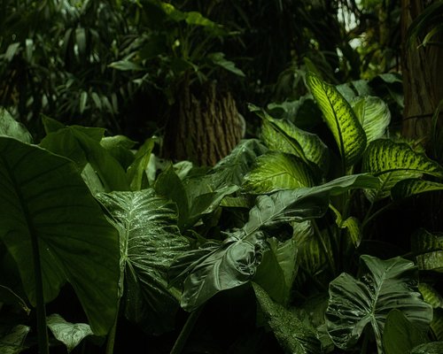 Dense vibrant jungle indicating adventure theme
